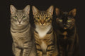 Pawfect Pawtions $75 Gift Card
