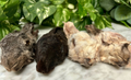 Dehydrated Rabbit Head with Ears-wholesale