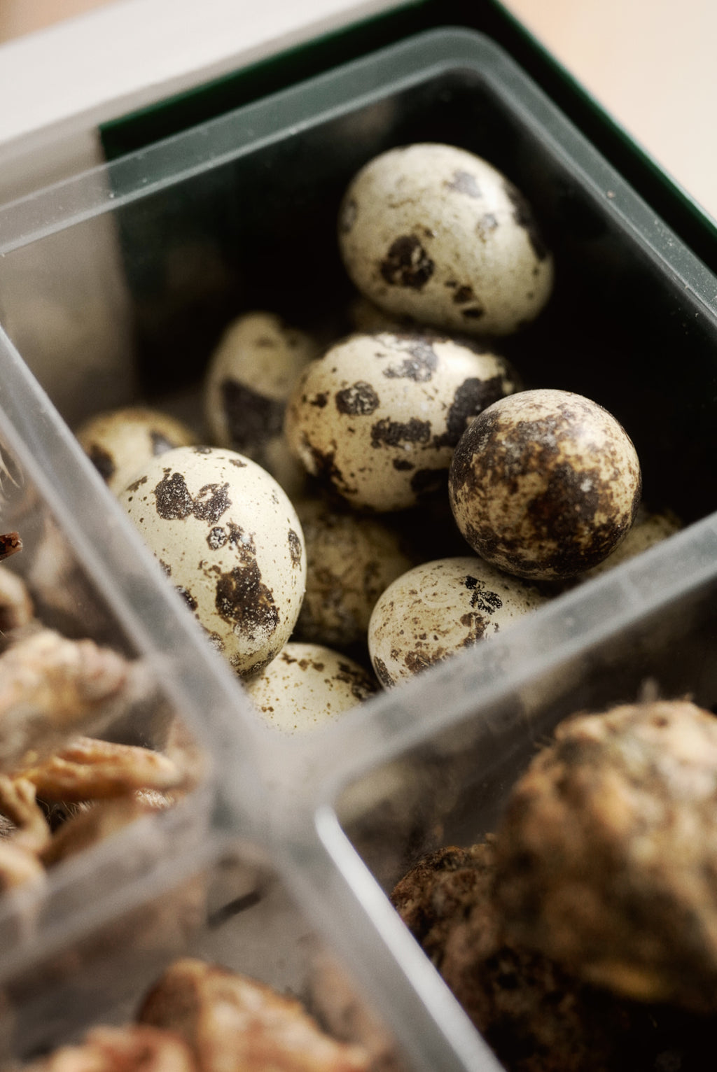 PANTA Quail Collection Box