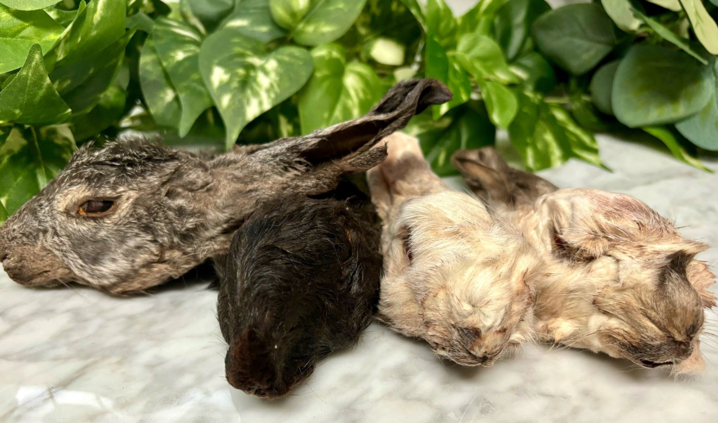 Dehydrated Rabbit Head with Ears-wholesale